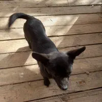 سگ شی وا وا فروشی