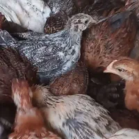 جوجه یک ماهه گلپایگان در خسروشاه