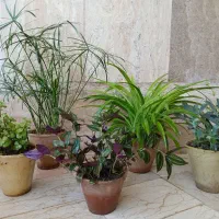 دسته گل های طبیعی