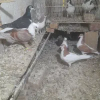 جوجه کفتر قشنگ