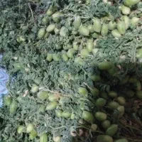 نخود سبز محلی تازه و خوشمزه