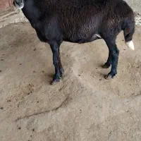 دم روباهی دوقلوزا شکم چهارم 50روز نر خورده