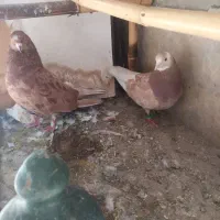 یه جفت سرور زرد نرو ماده