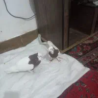 کبوتر یا کفتر