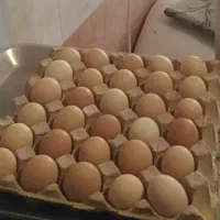 تخم مرغ