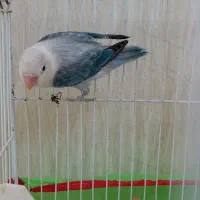 کوتوله خاص