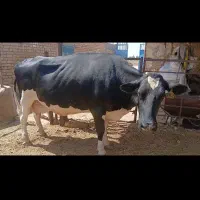 گاو