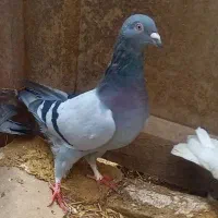 کبوتر پلاکی