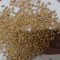 فروش گندم به مقدار30تن
