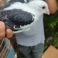 کبوتر