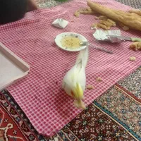 عروس هلندی فروشی