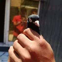 زاغ ابادانی