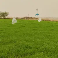 برنج طارم هاشمی درجه ۱
