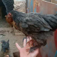 نیمچه مرغ وخروس
