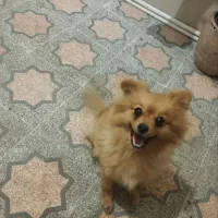 سگ گمشده محدوده جاده چمخاله لنگرود