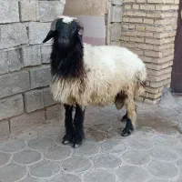 یک قوچ عربی در شادگان