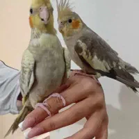 عروس هلندی