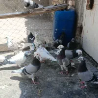 کبوتر پرشی کبکی جوجه کبوتر کفتر به شرط