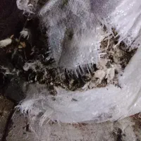 گل وگیاه