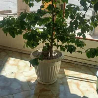 گل قرمز درمیاره قیمت 10000000