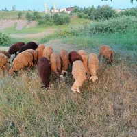 فروش 27راس بره نر دورگ