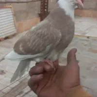 کبوتر گمشده