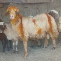 قوچ کردی سنجابی لای ۳ شیره
