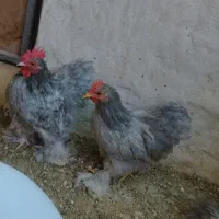 کوشین