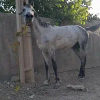 اسب نریان