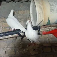گمشده