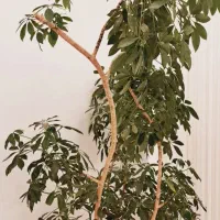 گل و گلدان