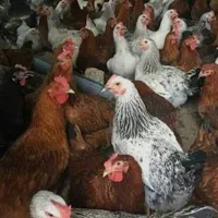 مرغ