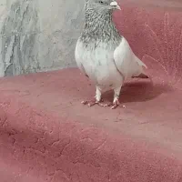 نر کله الماسی مهر
