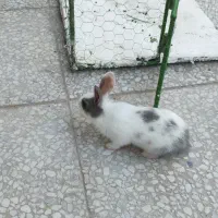 خرگوش