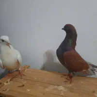 کبوتر نر و ماده