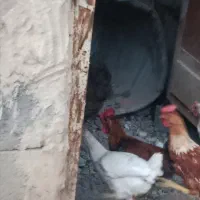 جوجه بومی اصل