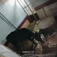 فروش گوساله نر