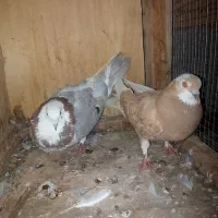 کبوتر  پرشی تهرانی اصل اسمانخراش نقطه بازی