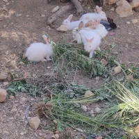 7عدد خرگوش پدر و مادر با5عدد خرگوش