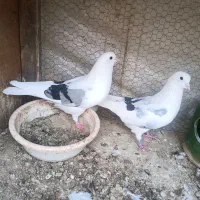 کبوتر خوب یکجا