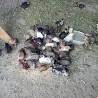 سلام فروش جوجه