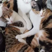 گربه واگذاری