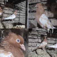 جفتگاه و پرشی رنگه