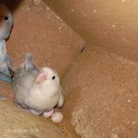 عروس‌هلندی، کوتوله