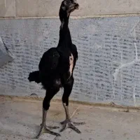 جوجه لاری