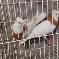 کبوتر طوق زرد