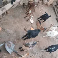 بر و کهر