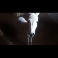 کره خر نر