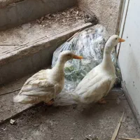 دو تا اردک