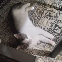 واگذاری گربه